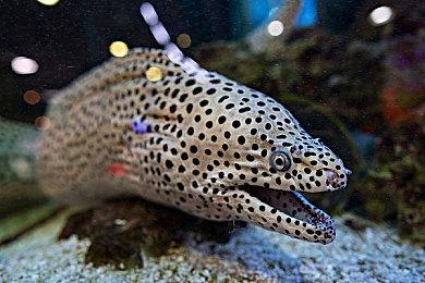 索泰RTX 5090玩《战地6》时突然起火 PCB严重熔化